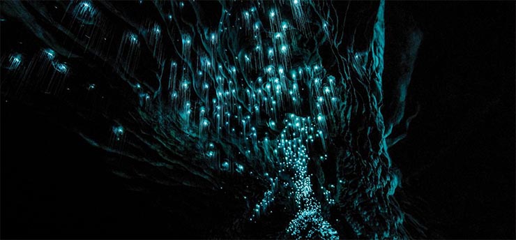glowworm-barlang