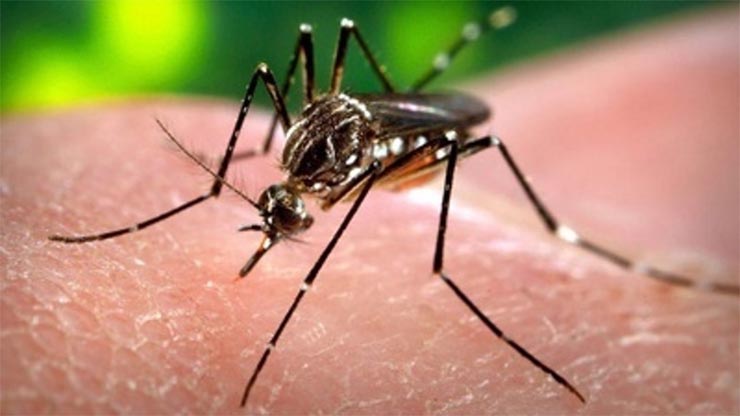 zika-virus-szunyog