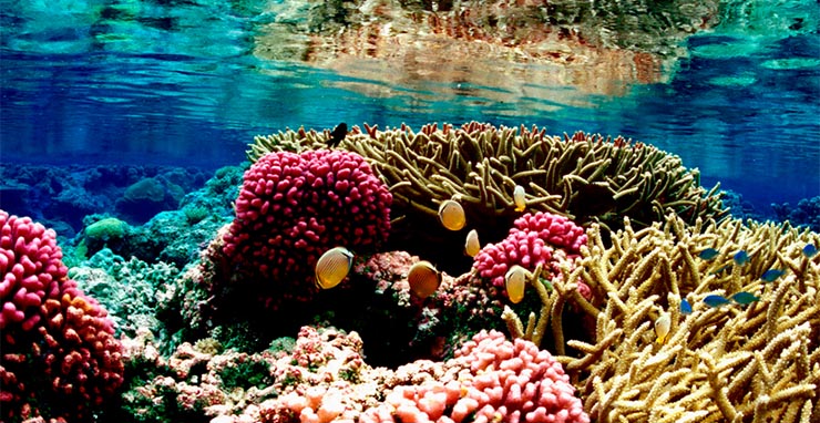 korall-elovilag
