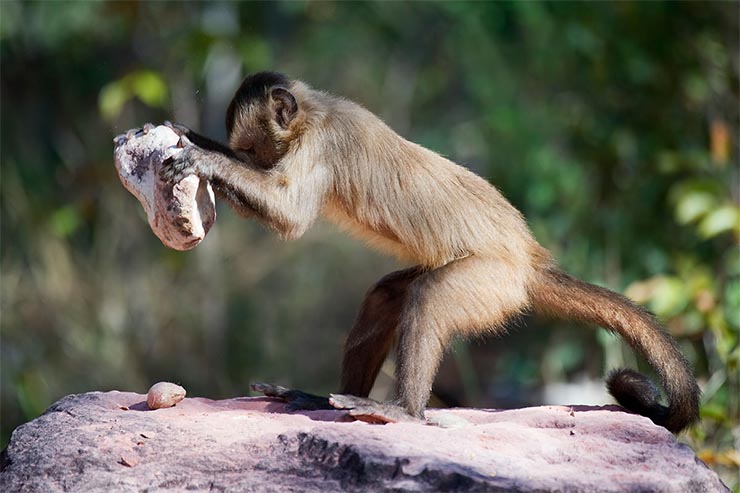 majmok-es-az-eszkozhasznalat