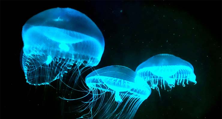 kristaly-meduza