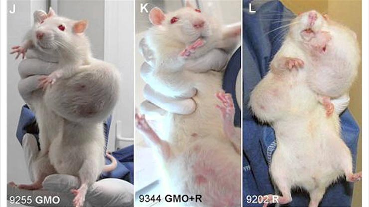 gmo-daganatos-egerek