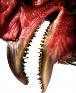 madar-velociraptor-fogak