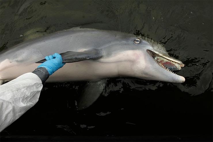 elpusztult-delfin