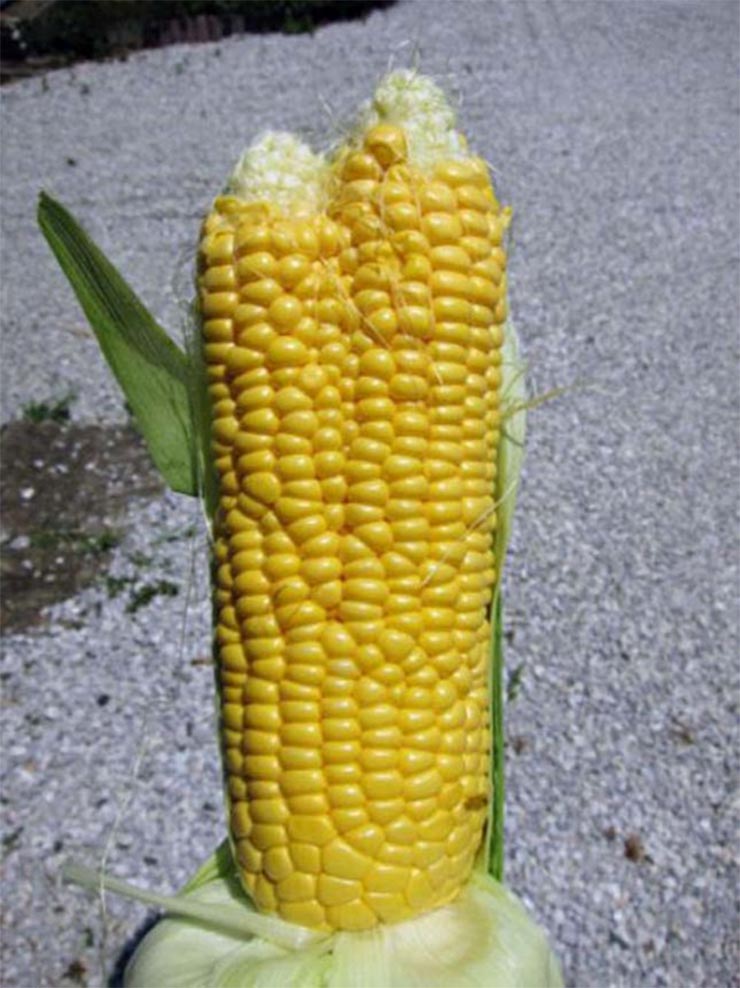 mutans-kukorica